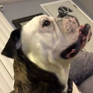 Meet your Posher, Devin